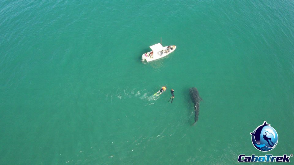 Whale Shark Experience - Flexible Cancellation Policy
