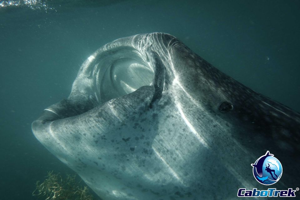 Whale Shark Experience - Precautions and Considerations