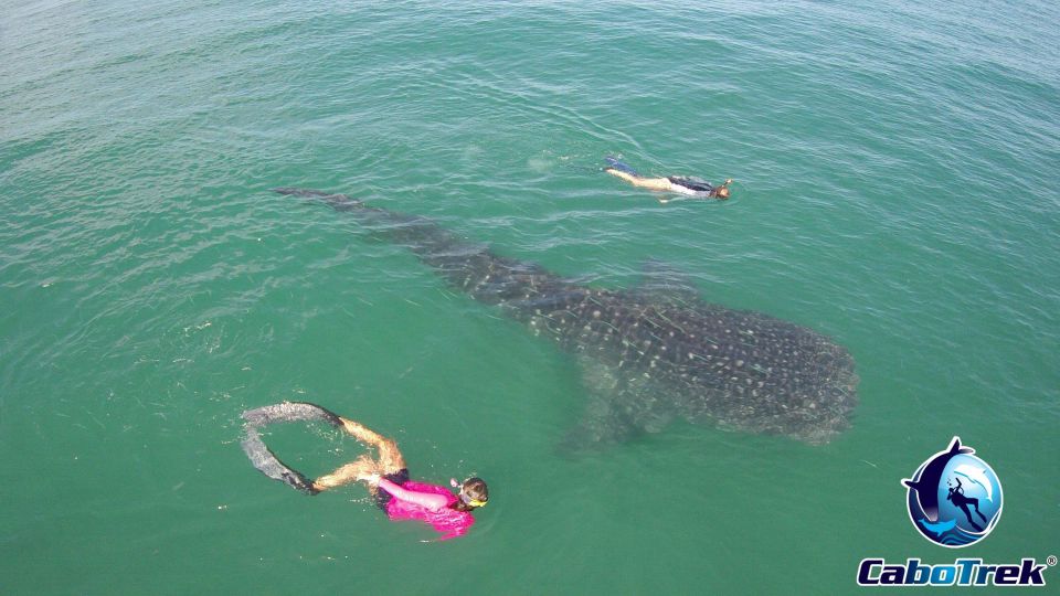 Whale Shark Experience - Frequently Asked Questions