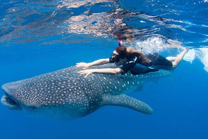Whale Shark from Cancun, Riviera Maya and Tulum All Inclusive - What to Expect from the Tour