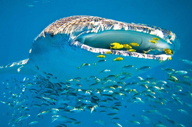 Whale Shark from Cancun, Riviera Maya and Tulum All Inclusive - Who Would Love This Tour