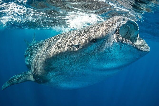 Whale Shark from Cancun, Riviera Maya and Tulum All Inclusive - The Sum Up