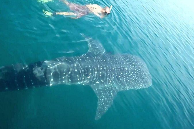 Whale Shark from Cancun, Riviera Maya and Tulum All Inclusive - FAQ