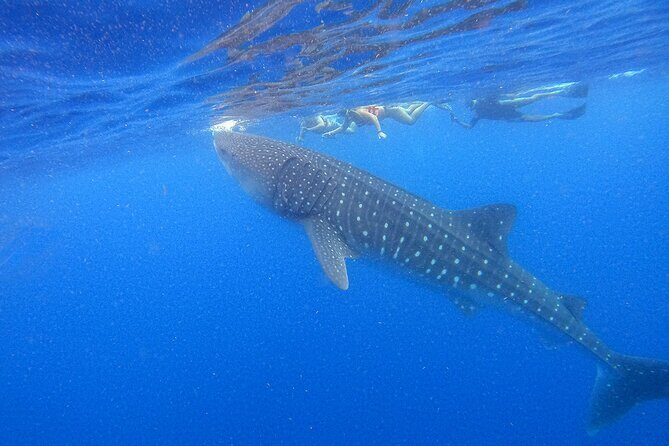 Whale Shark Group Adventure from Isla Holbox - Key Points