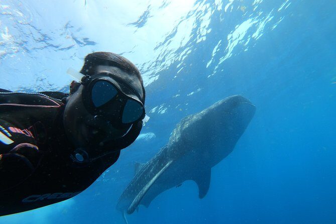 Whale Shark Group Adventure from Isla Holbox - Detailed Breakdown of the Experience