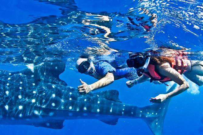 Whale Shark in Cancun - Whats Included in the Tour