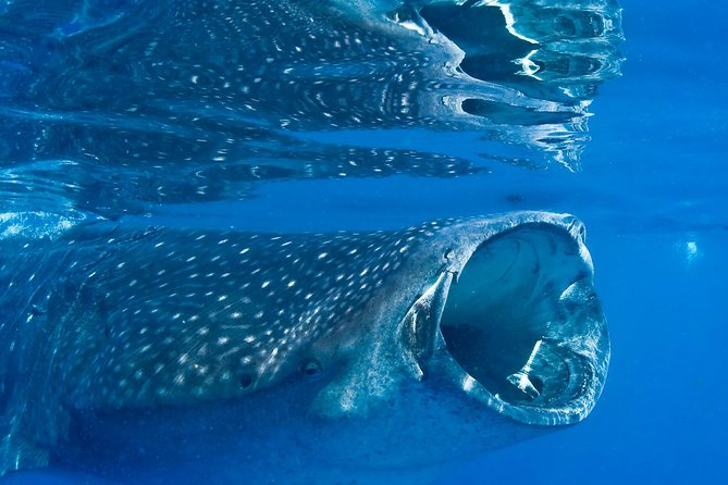 Whale Shark in Cancun - Safety Guidelines for Participants