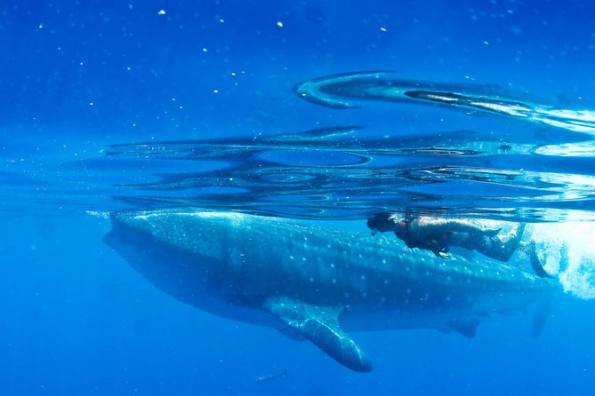 Whale Shark in Cancun - Recommended Preparations