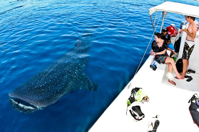 Whale Shark in Cancun - Environmental Importance of Whale Sharks