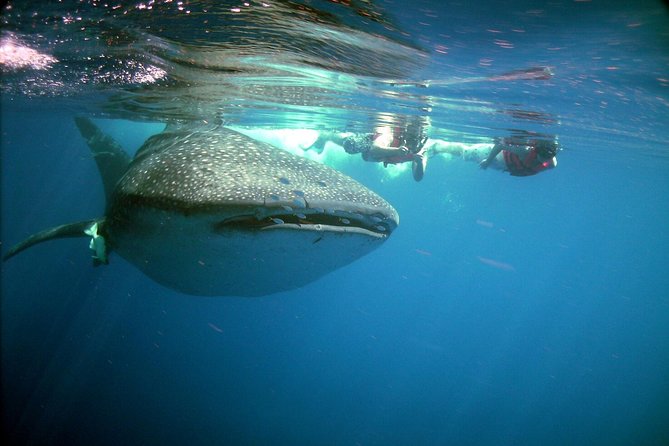 Whale Shark in Cancun - Additional Activities in Cancun