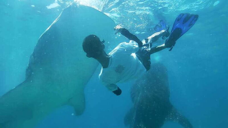 Whale Shark & Kawasan Canyoneering: Private & Joiner Tour - What Travelers Say