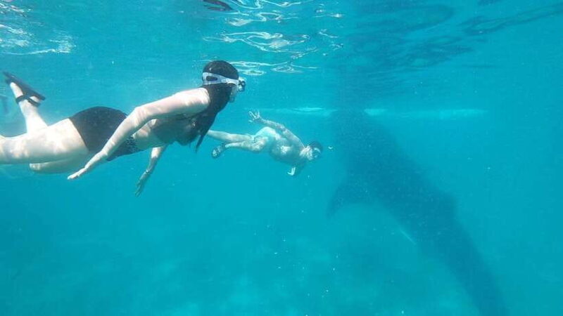 Whale Shark & Kawasan Canyoneering: Private & Joiner Tour - Practicalities and Tips