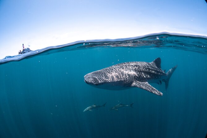 Whale Shark Safari - Important Details