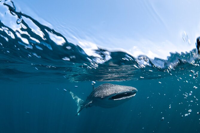 Whale Shark Safari - Whats Included