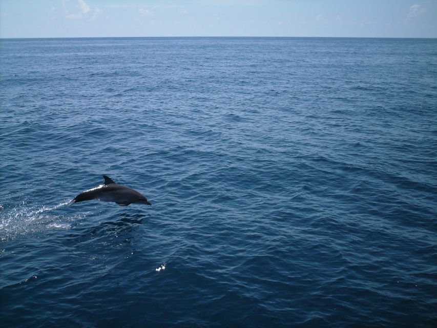 Whale Shark Safari Snorkeling Tour - Key Points