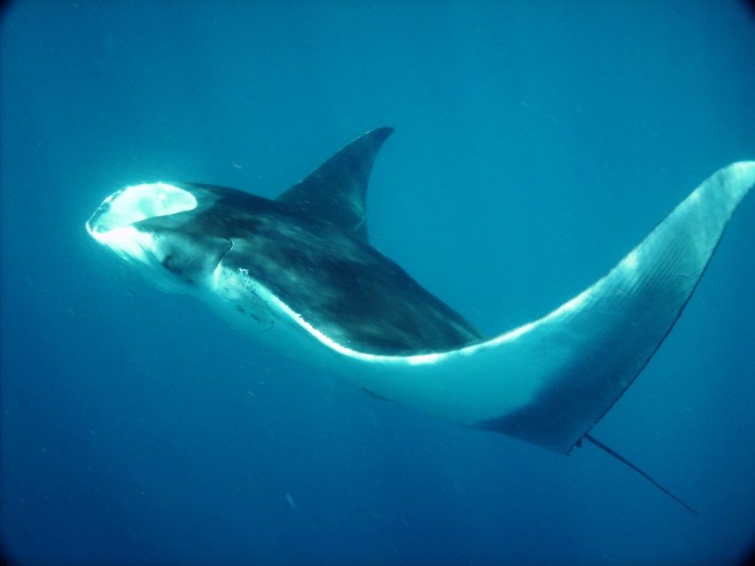 Whale Shark Safari Snorkeling Tour - Highlights