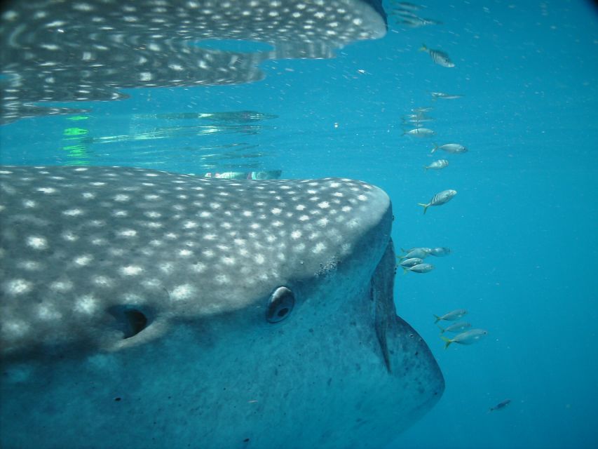 Whale Shark Safari Snorkeling Tour - Important Information