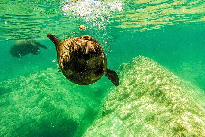 Whale Shark & Sea Lion Snorkeling Picnic at Espiritu Santo Island - What’s Included and What’s Not