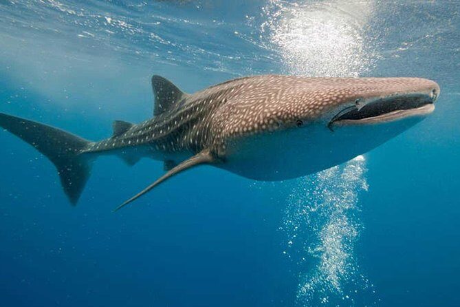 Whale Shark Snorkel Experience in Cancun (Snack Lunch included) - What to Expect: The Day in Detail