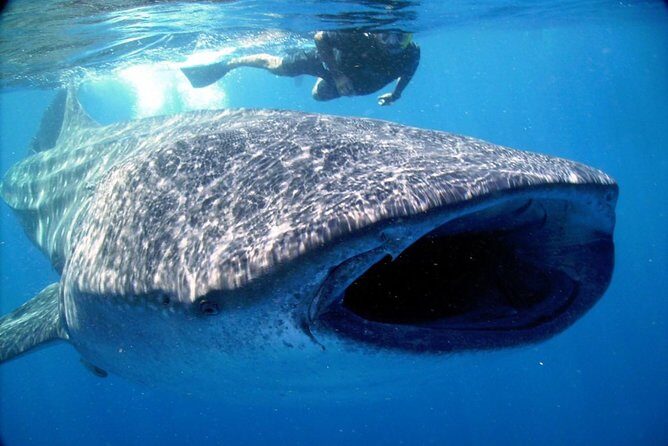 Whale Shark Snorkel Experience in Cancun (Snack Lunch included) - The Sum Up: Who Is This Tour Best For?