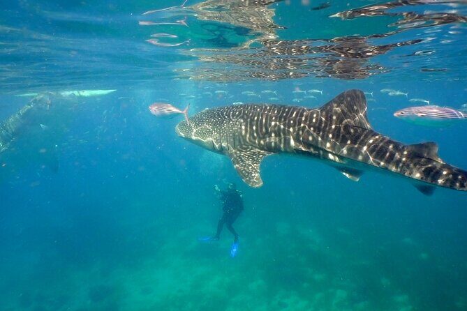 Whale Shark Snorkel Tour in Cancun (Snack Lunch included) - A Closer Look at the Whale Shark Snorkel Tour in Cancun