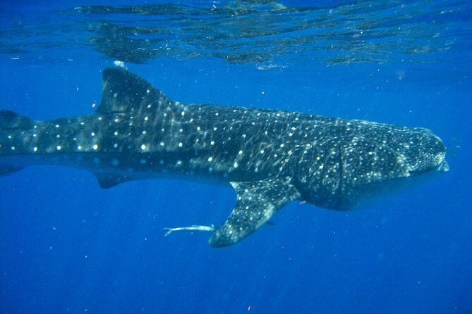Whale Shark Snorkel Tour in Cancun (Snack Lunch included) - The Sum Up  
