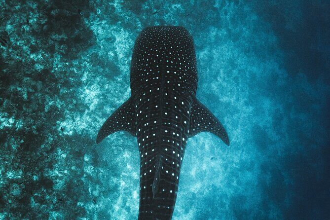 Whale Shark Snorkeling in La Paz - Who Would Love This Tour?
