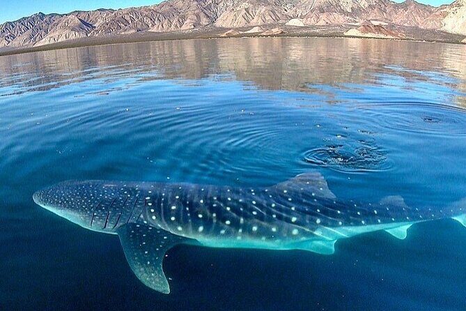 Whale Shark Snorkeling Tour in La Paz - An In-depth Look at the Whale Shark Snorkeling Tour in La Paz