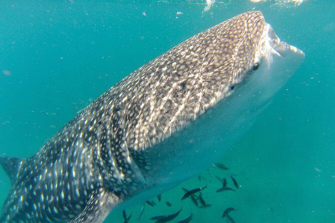 Whale Shark Swim Adventure in La Paz - Introduction