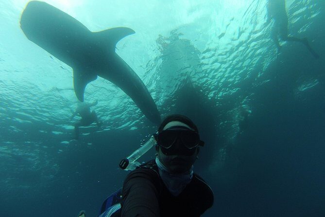 Whale Shark Swim Adventure in La Paz - What to Expect on Your Whale Shark Swim Adventure