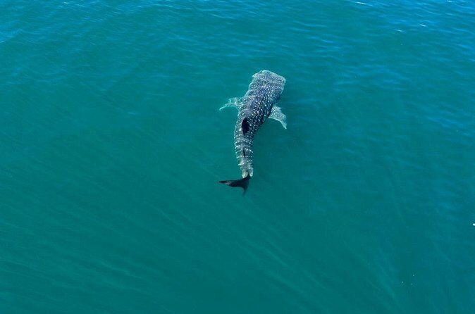 Whale Shark Swim Adventure in La Paz - The Experience Through the Lens of Reviewers