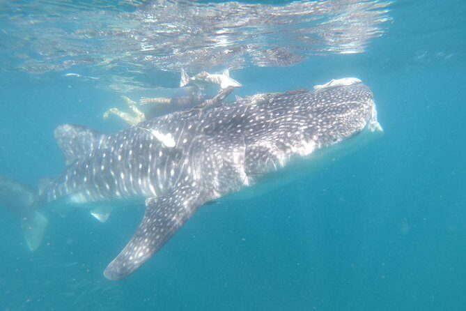 Whale Shark Swim Adventure in La Paz - Practical Tips for Your Trip