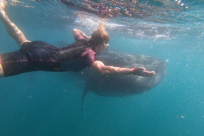 Whale Shark Swim Adventure in La Paz - The Sum Up