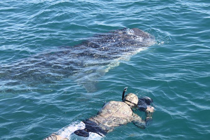 Whale Shark Swim Adventure in La Paz - FAQ