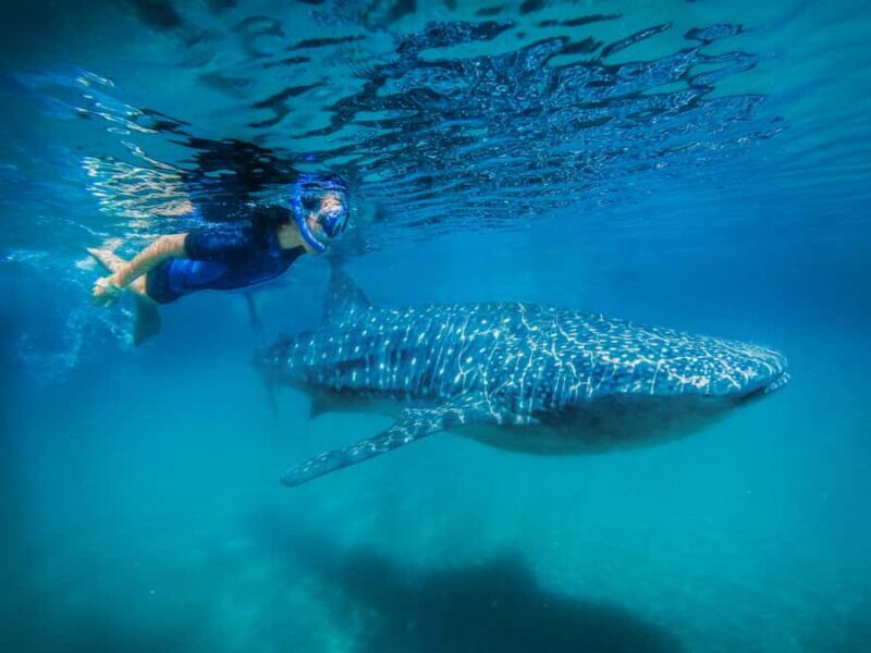 Whale Shark Swim, La Paz, and Todos Santos Day Trip - An In-Depth Look at the Tour Experience