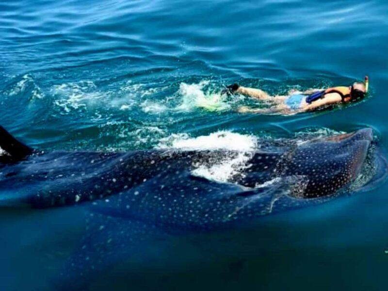 Whale Shark Swim, La Paz, and Todos Santos Day Trip - Authentic Feedback and Real Insights