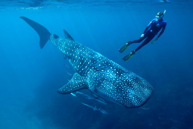 Whale Shark Swimming and Isla Mujeres Beach Tour - Inclusions and Logistics