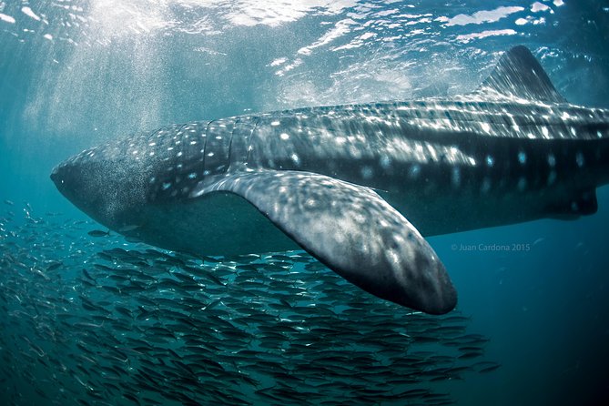 Whale Shark Swimming and Isla Mujeres Beach Tour - Whale Shark Sightings and Encounters