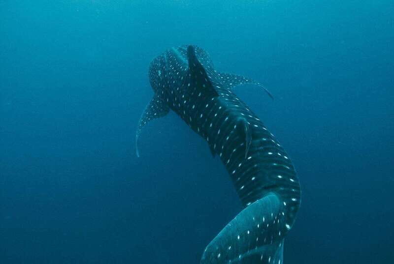 Whale Shark swimming ocean safari all included tour - Introduction: What This Tour Offers