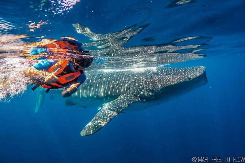 Whale Shark swimming ocean safari all included tour - Authentic Encounters and Real Experiences