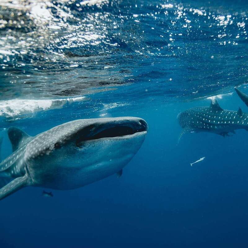 Whale Shark swimming ocean safari all included tour - Who Will Love This Tour?