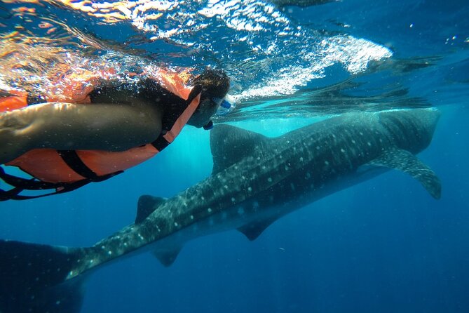 Whale Shark Tour From Holbox Island - Health and Safety Guidelines