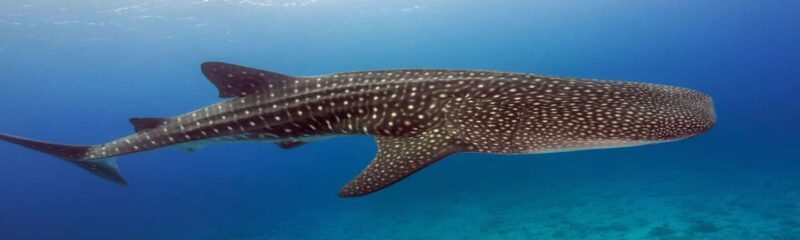 Whale Shark Tour in Cancun in Italian - A Detailed Look at the Whale Shark Tour Experience