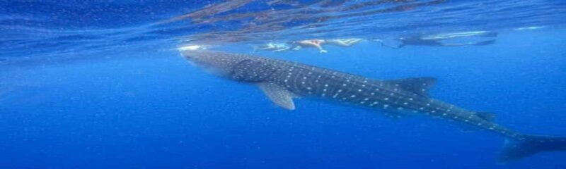 Whale Shark Tour in Cancun in Italian - FAQ