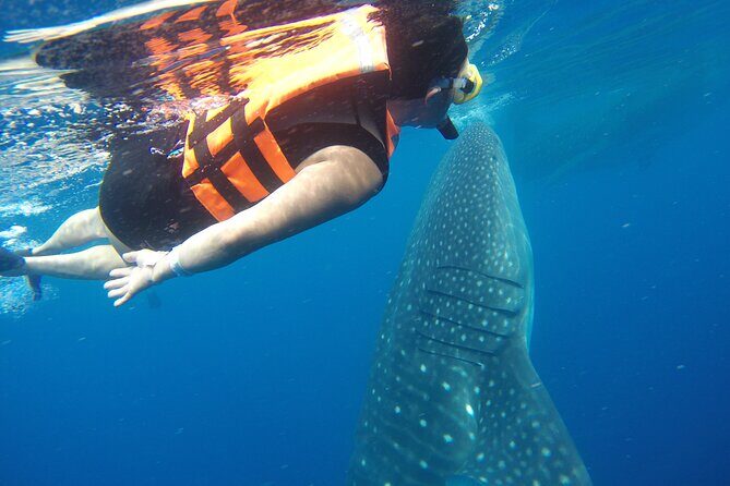 Whale Shark Tour Isla Mujeres - Who Should Book This Tour?