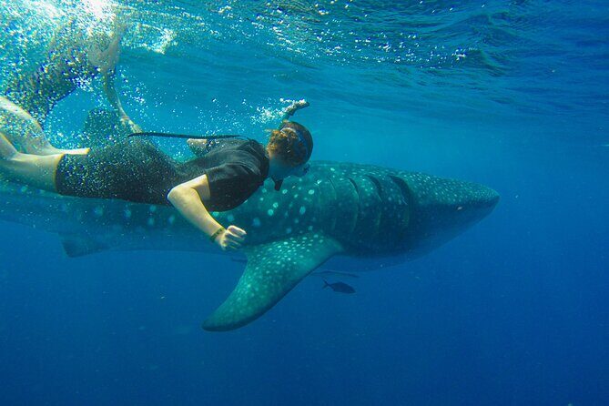 Whale Shark Watching and Snorkeling Experience on Contoy Island - What Makes This Tour Stand Out?