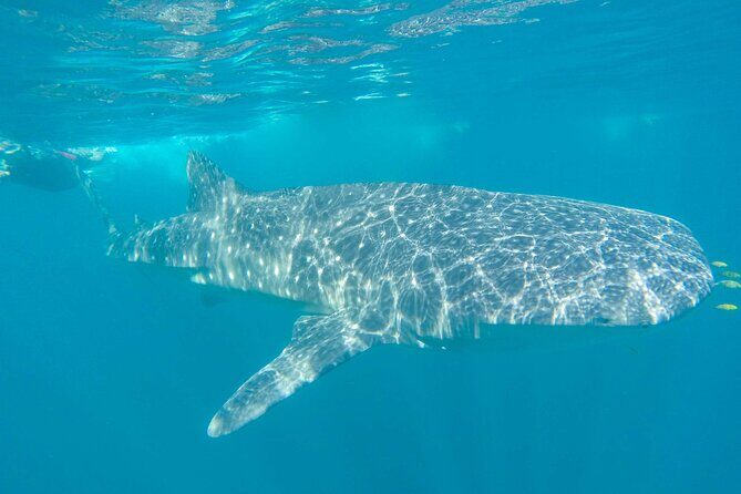 Whale Shark Watching and Snorkeling Experience on Contoy Island - Pricing and Value