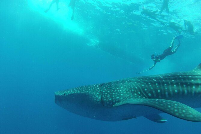 Whale Shark Watching and Snorkeling Experience on Contoy Island - Authenticity and the Experience