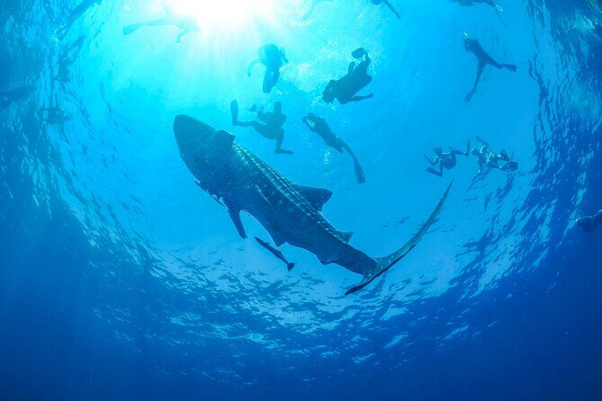 Whale Shark Watching and Snorkeling Experience on Contoy Island - Who Will Love This Experience?