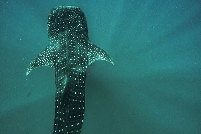Whale Sharks and Sea Lions Snorkeling Picnic at Balandra Beach - What Reviewers Say